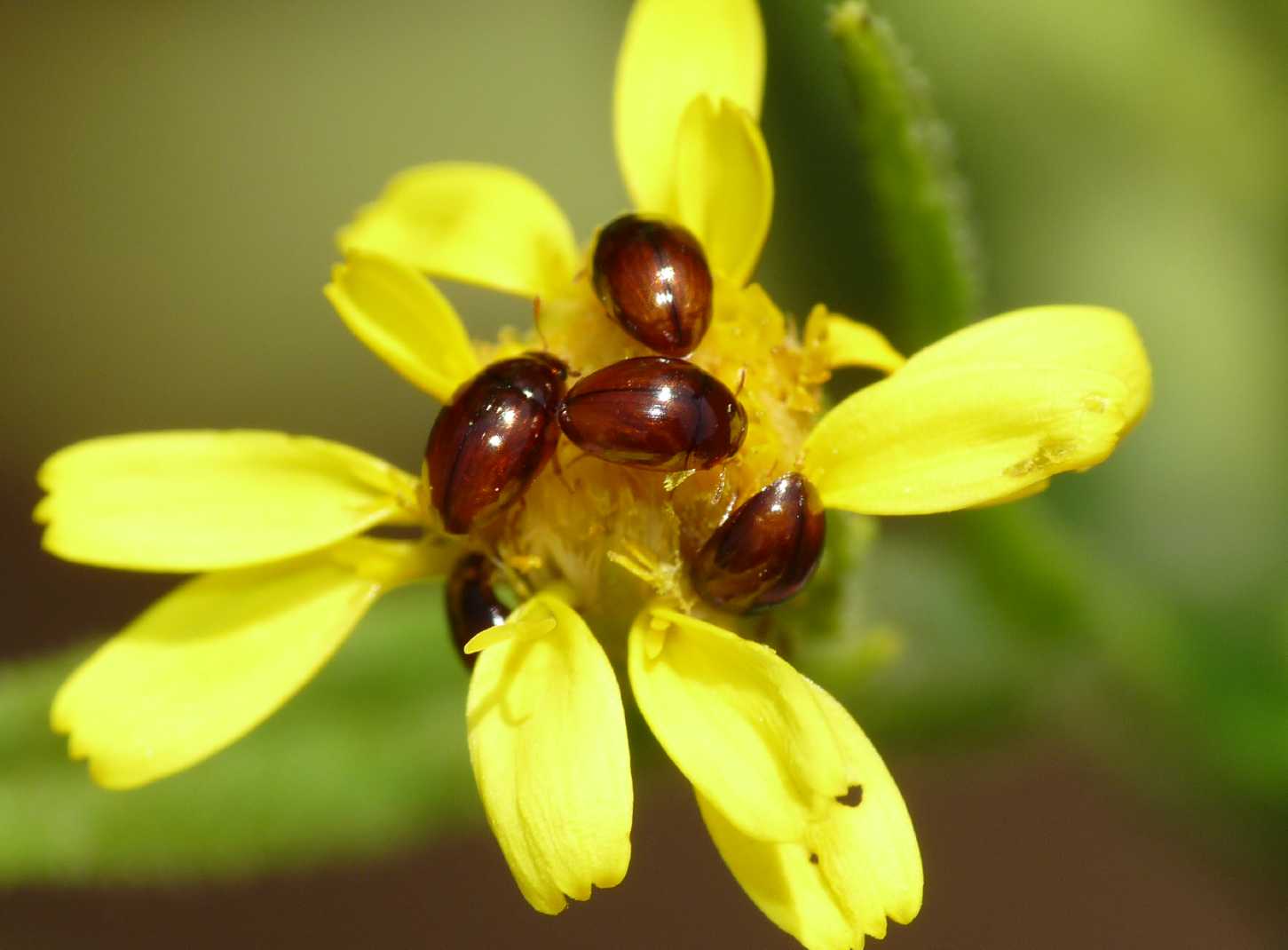 Stilbus sp. (Phalacridae)